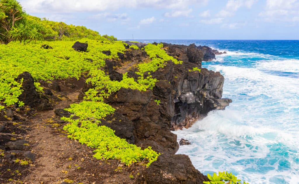 Naupaka lined trail at Waianapanapa State Park in Maui, Hawaii